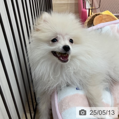 ポメラニアンの写真