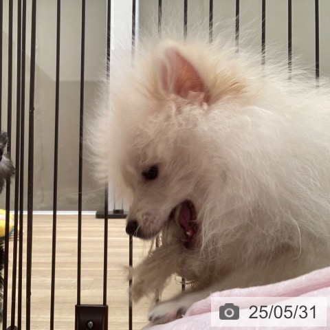 ポメラニアンの写真