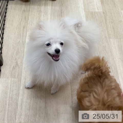 ポメラニアンの写真