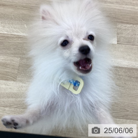 ポメラニアンの写真