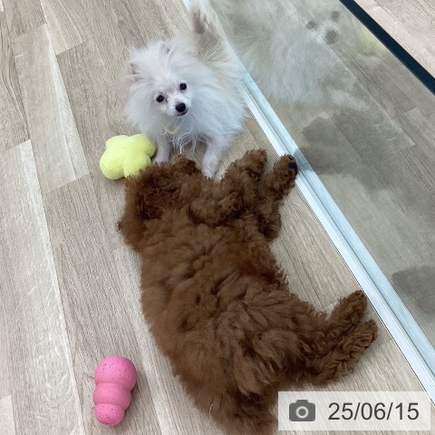 ポメラニアンの写真