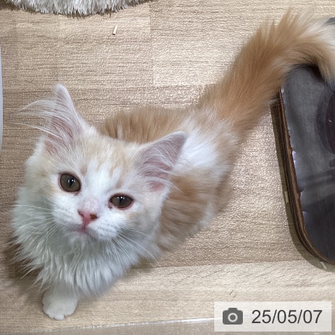 スコティッシュフォールドの写真