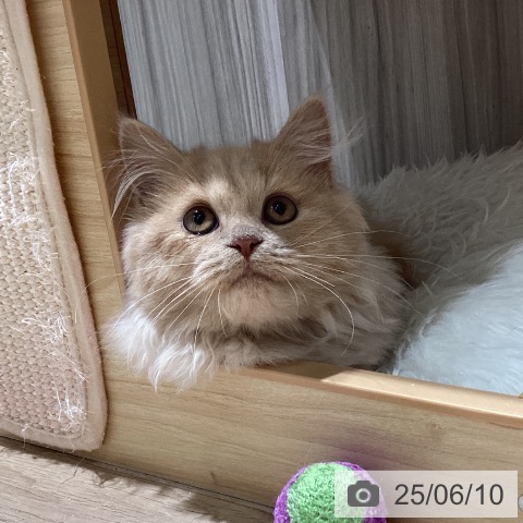 マンチカンの写真