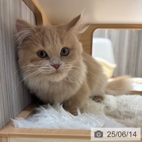マンチカンの写真