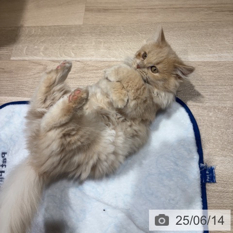 マンチカンの写真