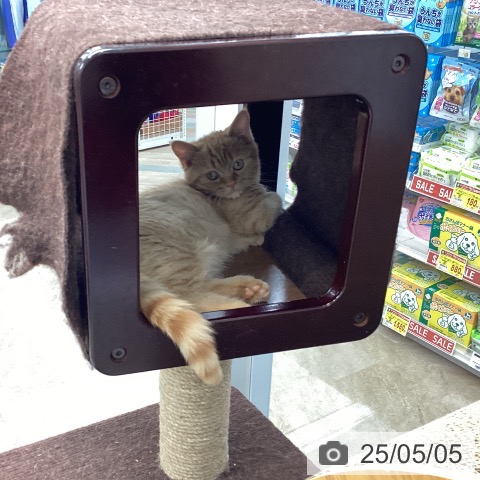 マンチカンの写真