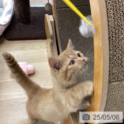 マンチカンの写真