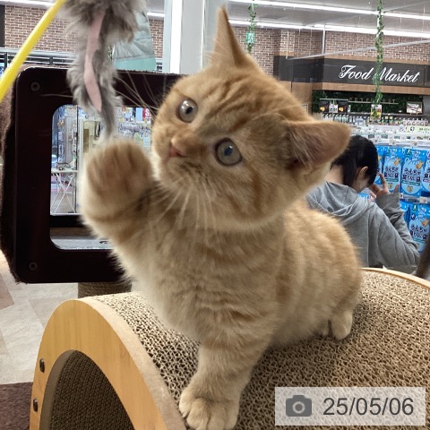 マンチカンの写真