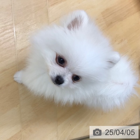 ポメラニアンの写真