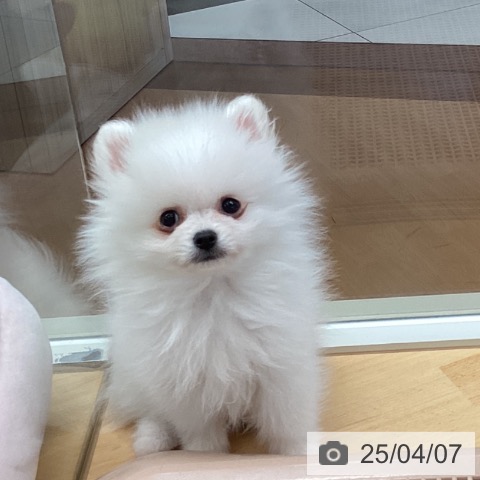 ポメラニアンの写真