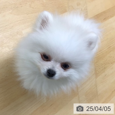 ポメラニアンの写真