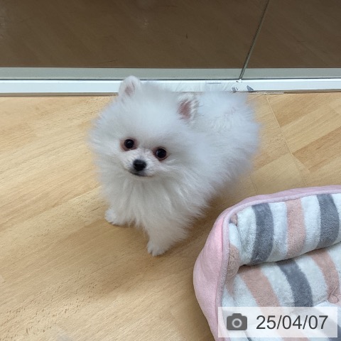 ポメラニアンの写真