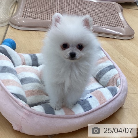 ポメラニアンの写真