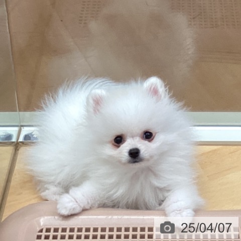 ポメラニアンの写真