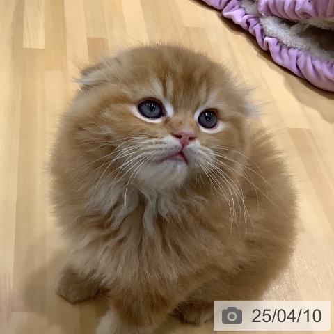 スコティッシュフォールドの写真