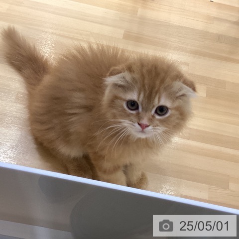 スコティッシュフォールドの写真