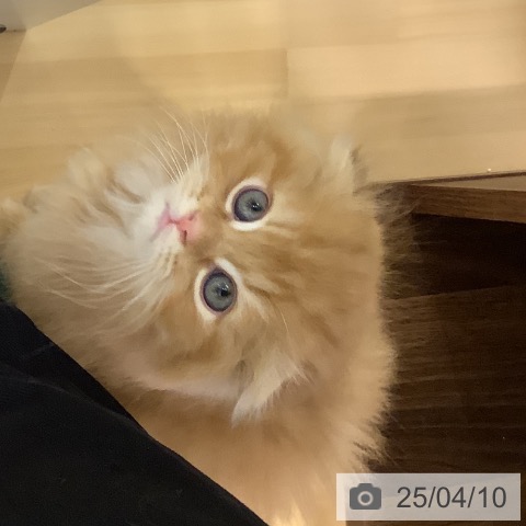 スコティッシュフォールドの写真
