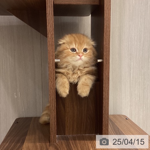 スコティッシュフォールドの写真