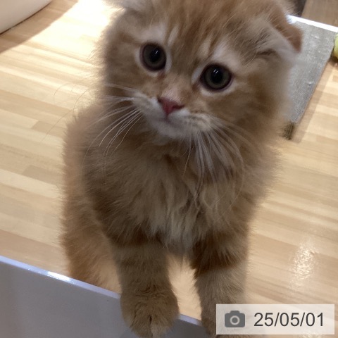 スコティッシュフォールドの写真