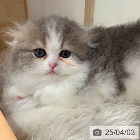 スコティッシュフォールドの写真