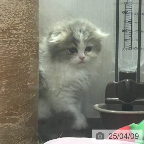 スコティッシュフォールドの写真