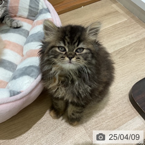 スコティッシュフォールドの写真