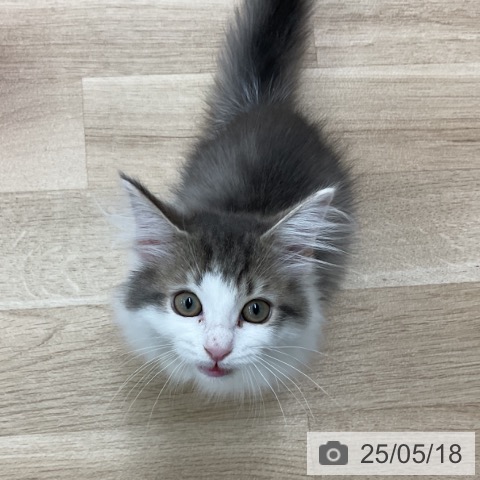 サイベリアンの写真