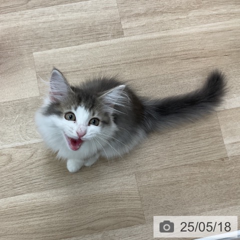 サイベリアンの写真