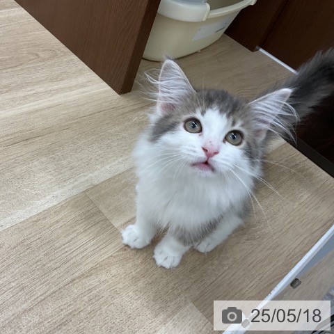 サイベリアンの写真