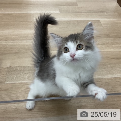 サイベリアンの写真