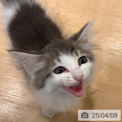 サイベリアンの写真