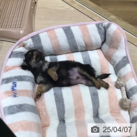 チワワの写真
