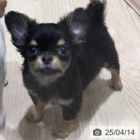 チワワの写真