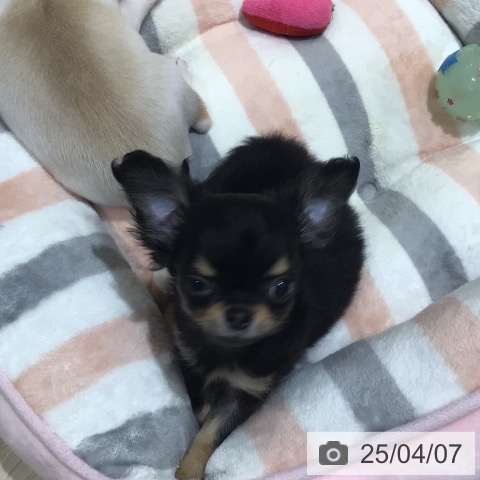 チワワの写真