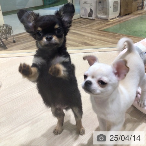 チワワの写真