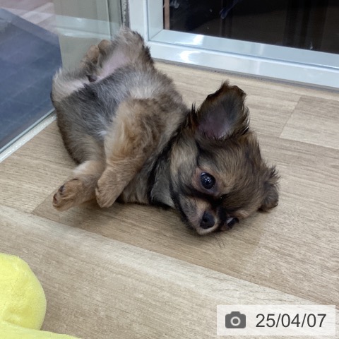 チワワの写真
