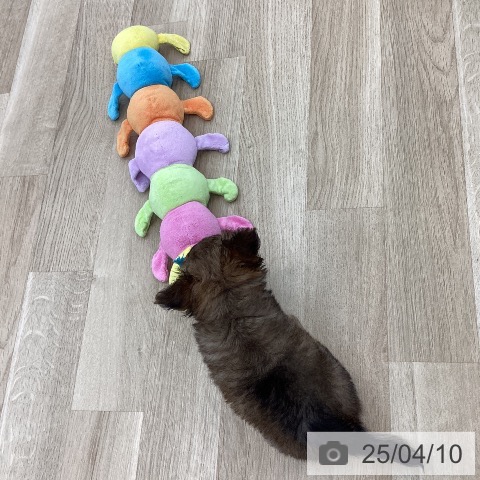 チワワの写真