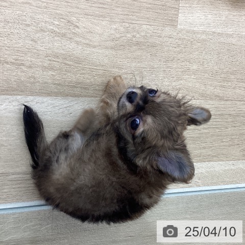 チワワの写真