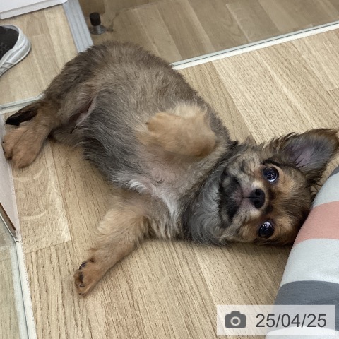 チワワの写真