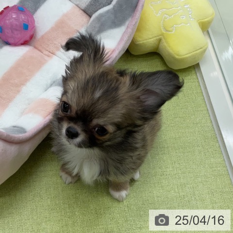 チワワの写真