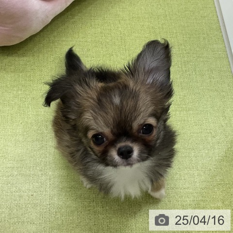 チワワの写真