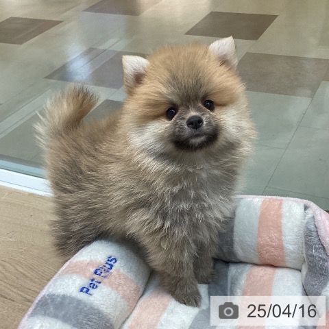 ポメラニアンの写真