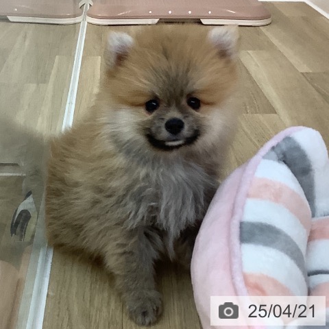 ポメラニアンの写真
