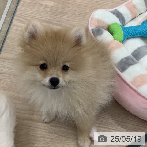 ポメラニアンの写真