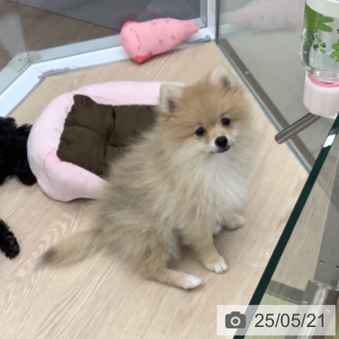 ポメラニアンの写真