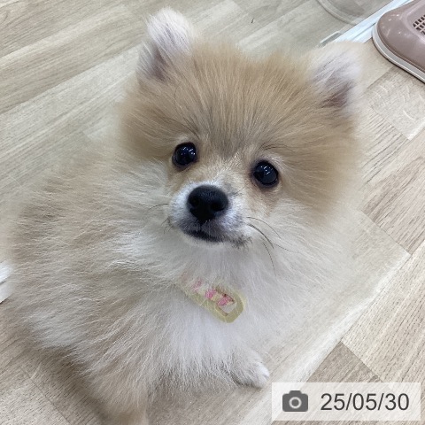 ポメラニアンの写真
