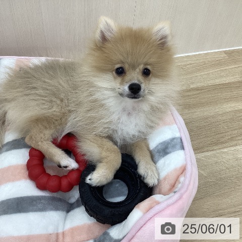 ポメラニアンの写真