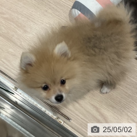ポメラニアンの写真