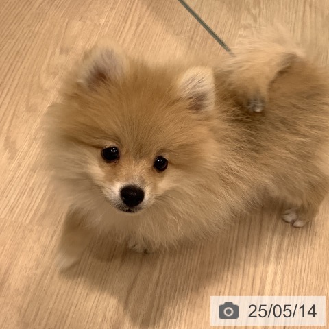 ポメラニアンの写真