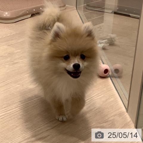 ポメラニアンの写真